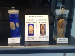Jour 24 : Musée de Parasitologie (Meguro), Parc de Ueno, Balade sur la Sumida-gawa (Asakusa) et Tokyo Dome City Attractions